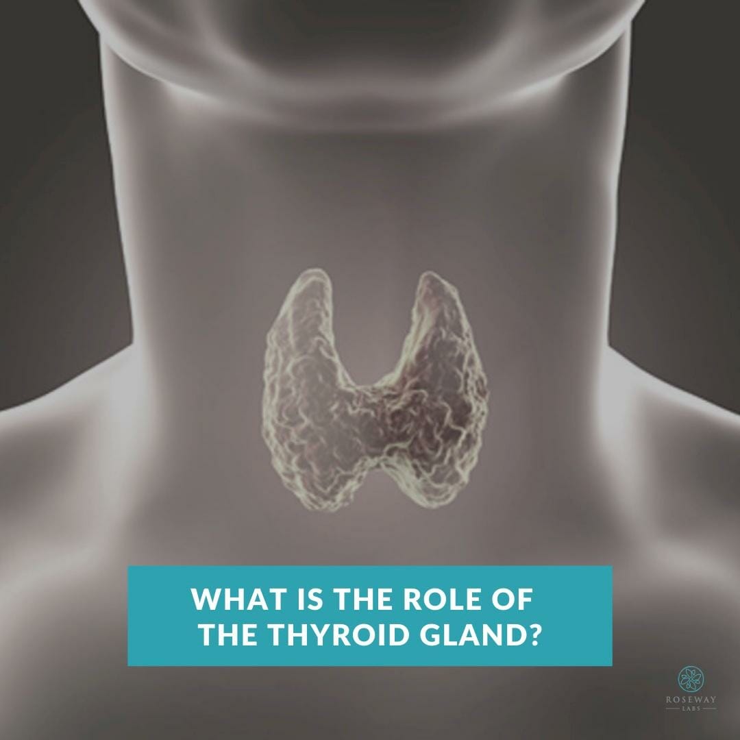 a picture of the thyroid gland in the neck